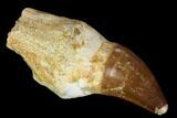 Fossil Rooted Mosasaur Tooth - Morocco #116931-1